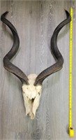LARGE AFRICAN KUDU SKULL WITH HORNS 41"