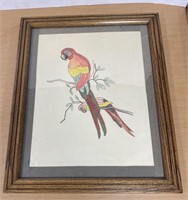 18"x22”. Hand Drawn Picture Of Parrot