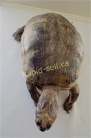 Real Taxidermy Turtle