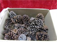 Box of pine cones.