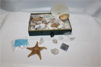 Seashells and Quartz Rocks