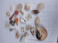 Cool Shells #3