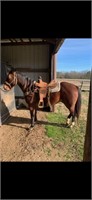 AQHA HANCOCKS SONOFA BOON