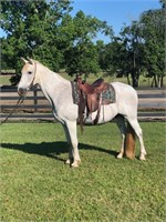 THUNDER-GREY WALKING HORSE