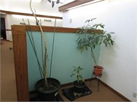 (3)Live house plants.