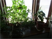 Live house plants.