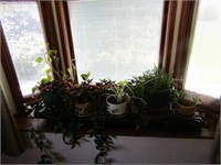 Live house plants.