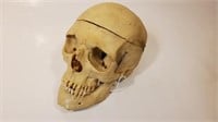 Medical Human Skull Clay Adams Co. New York