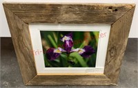 "Iris In Bloom" Winner Barn Wood Framed Photograph