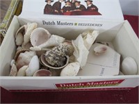 Cigar boxes, seashells, sand dollars