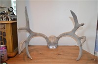 10 Point Buck Horns