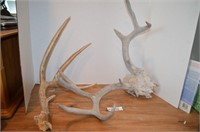 Nine Point Buck Antlers & Single Four Point Antler