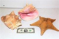 2 Large Sea Shells & Starfish