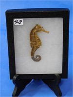 3 1/2" "Sea Horse" in display, SEE NOTE