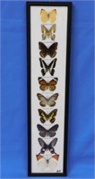 Framed "Butterfly" collection