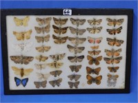 "Moth" collection, frame is 12" x 8"
