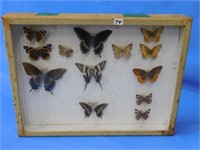 Vintage "Butterfly" collection, 16" x 12" display