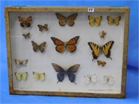 Vintage "Butterfly" collection, display is 16"x12"