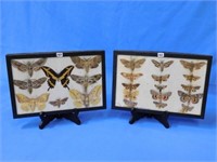 Vintage "Moth" Collection, displays are 12" x 8"