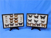 Vintage "Butterfly" & "Moth" Collections