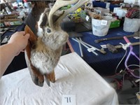 Jackelope Taxidermy Head Mount