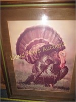 Perry Shankle Jr .Rio Grande Turkey Framed Photo
