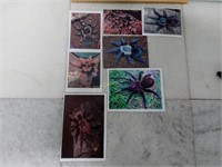Qty (7) Assorted Tarantula Pictures