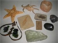 Misc. Lot-Fossils, Minerals, Seashells