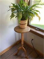 Plant stand and plant, 12” x 28 1/2” tall