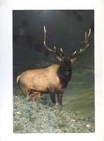 Bull Elk Photo on Canvas 20x30