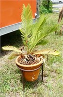 Sego Palm in Terracotta Pot with Metal Stand