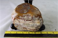 Petrified Wood