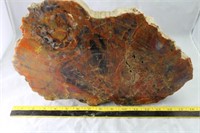 Arizona Petrified Wood