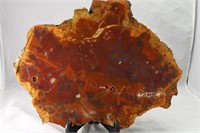 Arizona Petrified Wood