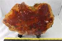 Arizona Petrified Wood