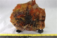 Arizona Petrified Wood