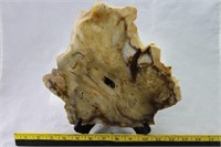 Washington Petrified Wood