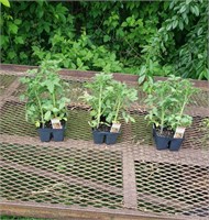 3-6 Packs of Better Bush Tomato Plants, 18 Total P