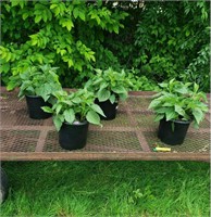 4 Perennial Black-Eye Susan Plants