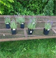 5 Perennial Fragrant Blue Lavender Plants