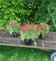 3 Perennial Red Blanket Flowers