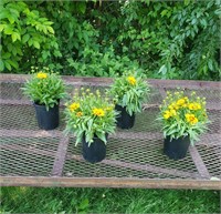 4 Yellow Red Perennial Coreopsis Plants