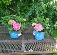 2 Pink Summer Crush Hydrangea Plants