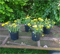 4 Perennial Dwarf Yellow Yarrow Plants