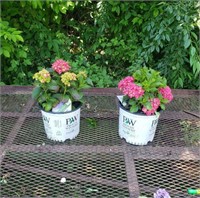 2 Wee Bit Grumpy Hydrangea Plants
