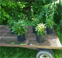 5 Perennial Mixed Coneflower Plants