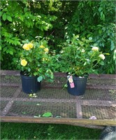 2 Yellow Julia Child Roses