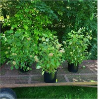 3 Pinkerella Summer Hydrangea Plants