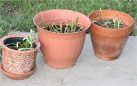Flower Pots with Plants