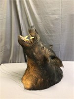 Wild Boar/Hog, Taxidermy Head